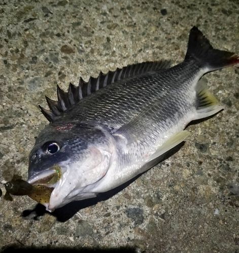 チヌの釣果