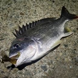 チヌ