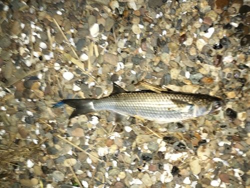 ボラの釣果