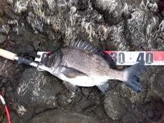 チヌの釣果
