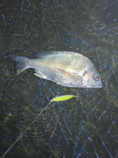 キビレの釣果