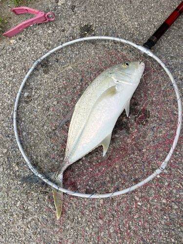 オニヒラアジの釣果