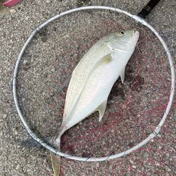 オニヒラアジ