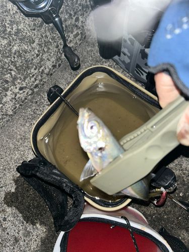 マアジの釣果