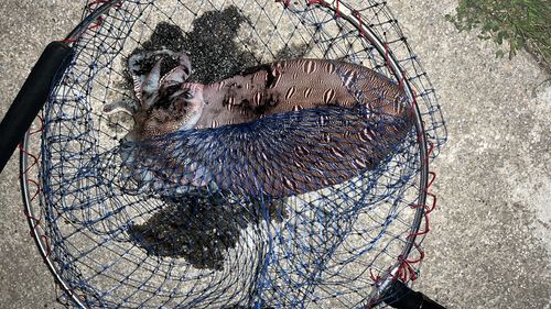 モンゴウイカの釣果