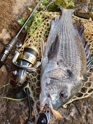 チヌの釣果
