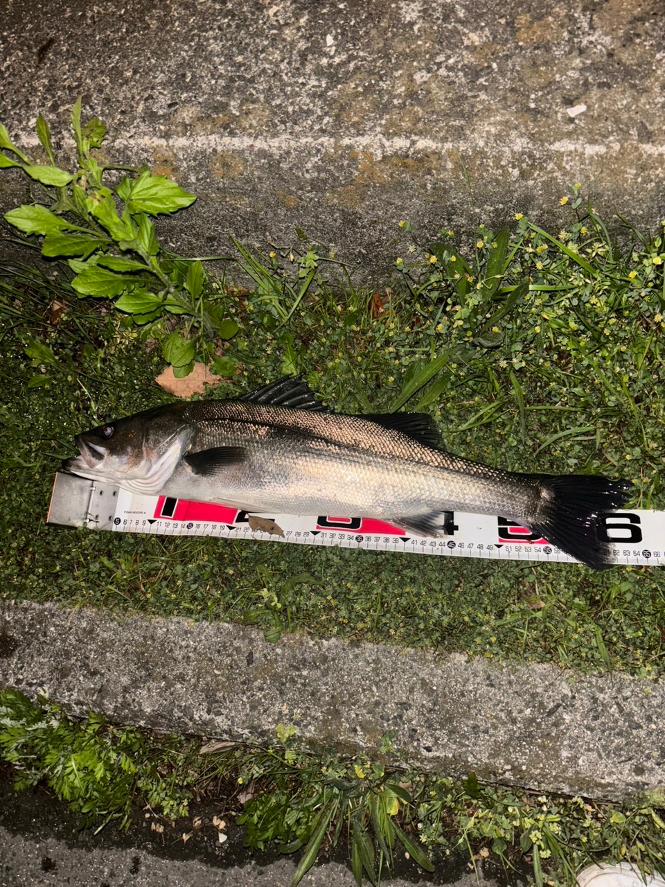 APIA 21フージン'RS 96ML+の最安値・インプレ・釣果 | 本音 APIA 21フージン'RS 96ML+の最安値・インプレ・釣果 | 本音