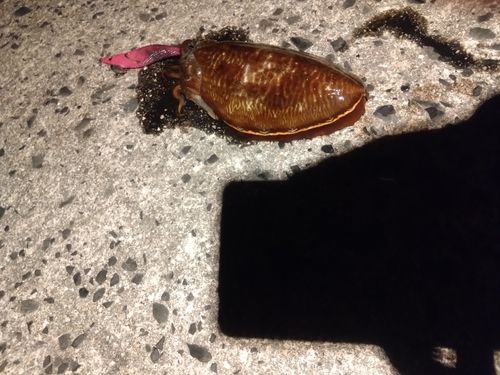 コウイカの釣果