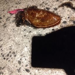 コウイカ
