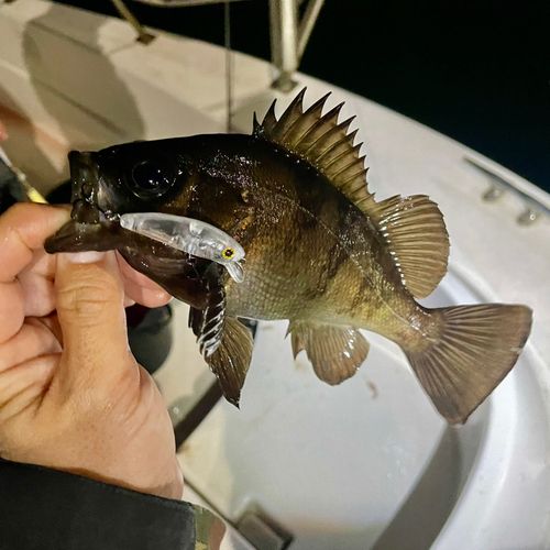 メバルの釣果