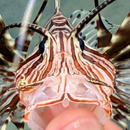 ハナミノカサゴ