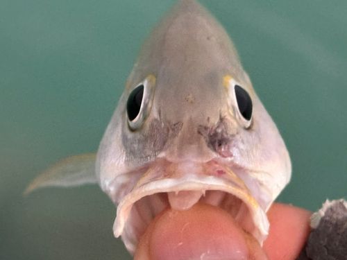 ニセクロホシフエダイの釣果