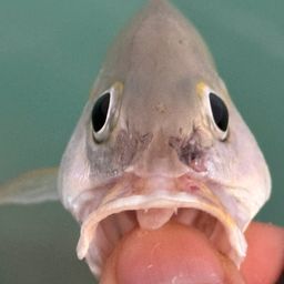 ニセクロホシフエダイ