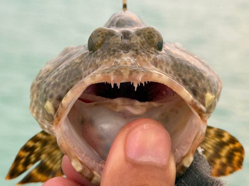 アカマダラハタの釣果