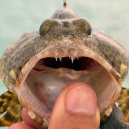 アカマダラハタ