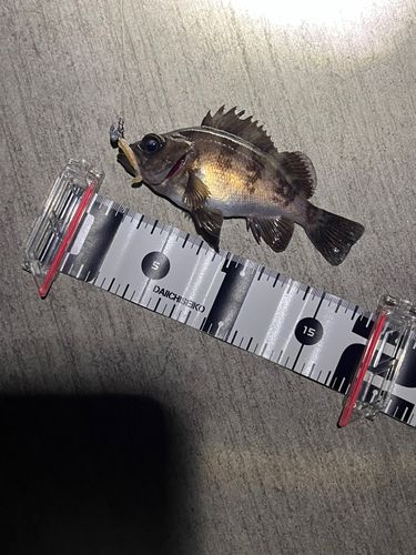 メバルの釣果