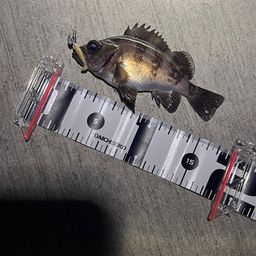 メバル