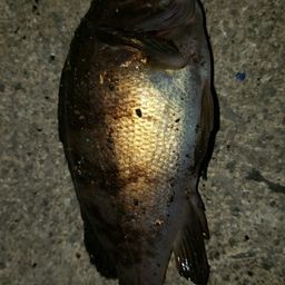 アカメバル