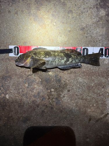 カレイの釣果
