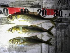 アジの釣果