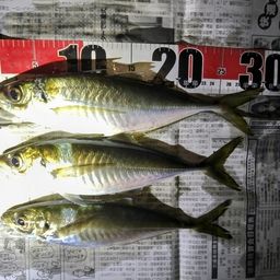 アジ