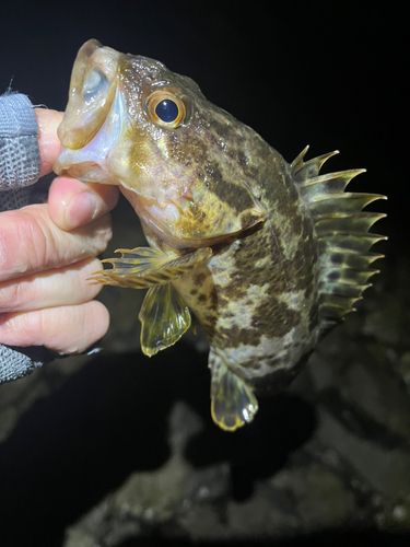 タケノコメバルの釣果