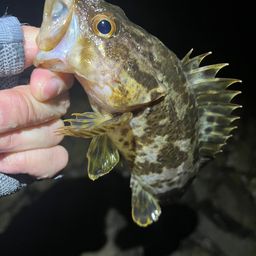 タケノコメバル