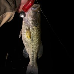 ラージマウスバス