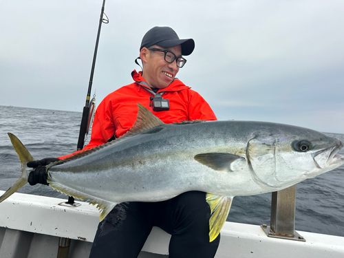 ヒラマサの釣果