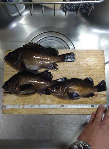 メバルの釣果