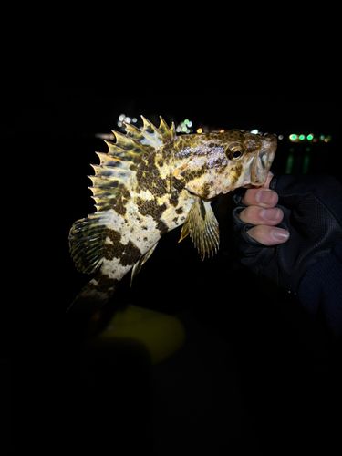 ベッコウゾイの釣果