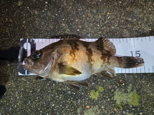 メバルの釣果