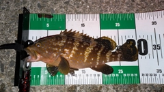 アコウの釣果