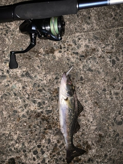 セイゴ（マルスズキ）の釣果