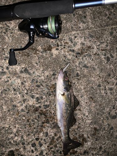 セイゴ(マルスズキ)の釣果
