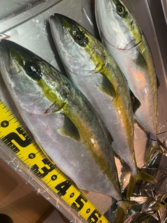 ヒラマサの釣果