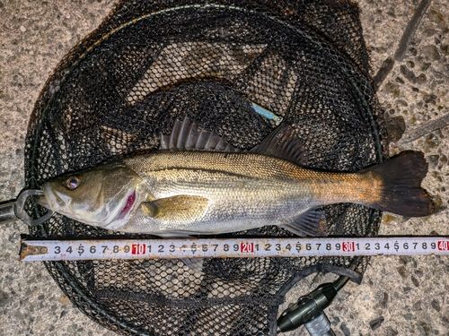 マルスズキの釣果