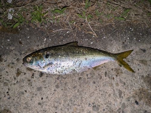 コノシロの釣果