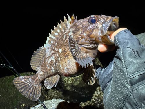 ムラソイの釣果