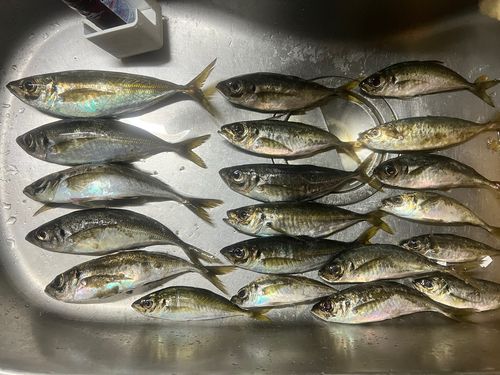 アジの釣果
