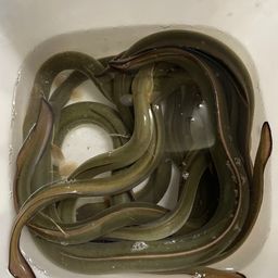 ウナギ