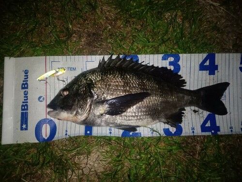 クロダイの釣果