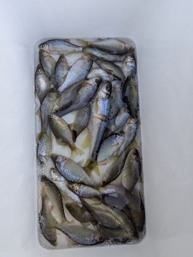 ヤリタナゴの釣果