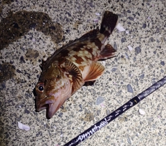 カサゴの釣果