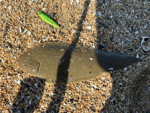 シタビラメの釣果