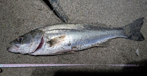 フッコ（マルスズキ）