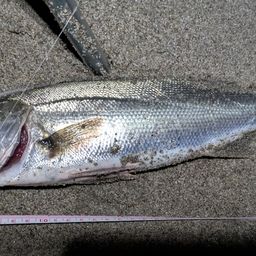 フッコ（マルスズキ）