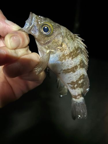 シロメバルの釣果
