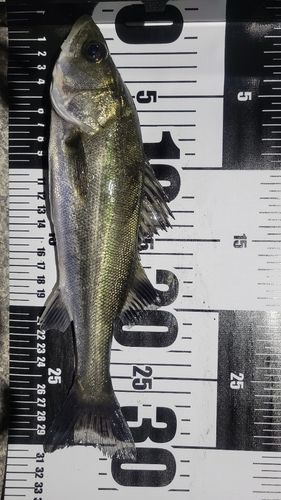 フッコ（ヒラスズキ）