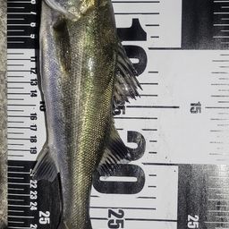 フッコ（ヒラスズキ）